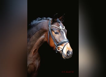German Riding Pony, Gelding, 7 years, 15 hh, Bay-Dark