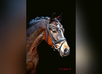 German Riding Pony, Gelding, 7 years, 15 hh, Bay-Dark