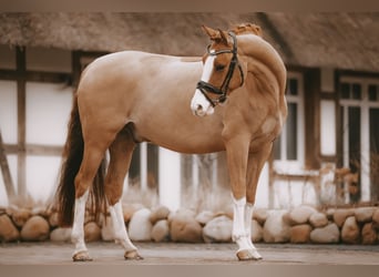 German Riding Pony, Gelding, 7 years, 15 hh, Chestnut-Red