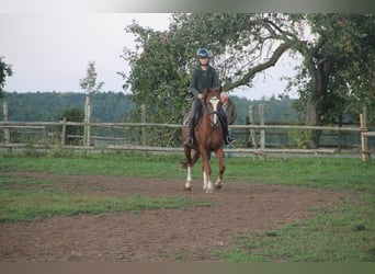 German Riding Pony, Gelding, 7 years, 15 hh, Chestnut-Red