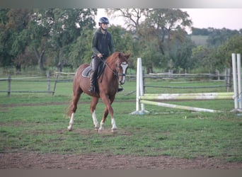 German Riding Pony, Gelding, 7 years, 15 hh, Chestnut-Red