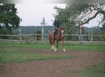 German Riding Pony, Gelding, 7 years, 15 hh, Chestnut-Red