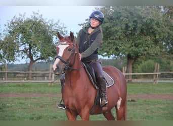 German Riding Pony, Gelding, 7 years, 15 hh, Chestnut-Red