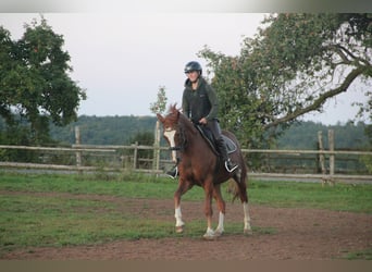 German Riding Pony, Gelding, 7 years, 15 hh, Chestnut-Red