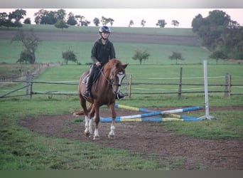 German Riding Pony, Gelding, 7 years, 15 hh, Chestnut-Red