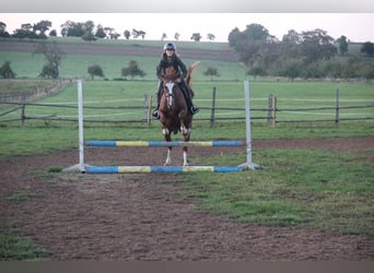 German Riding Pony, Gelding, 7 years, 15 hh, Chestnut-Red