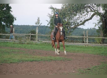 German Riding Pony, Gelding, 7 years, 15 hh, Chestnut-Red