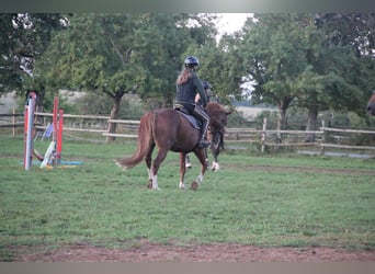 German Riding Pony, Gelding, 7 years, 15 hh, Chestnut-Red