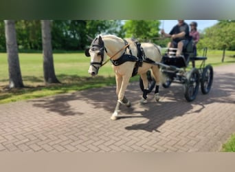 German Riding Pony, Gelding, 7 years, 15 hh, Palomino