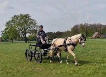German Riding Pony, Gelding, 7 years, 15 hh, Palomino