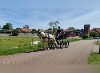 German Riding Pony, Gelding, 7 years, 15 hh, Palomino