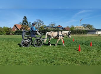 German Riding Pony, Gelding, 7 years, 15 hh, Palomino