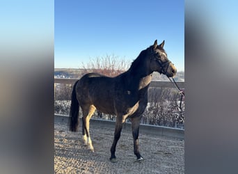 German Riding Pony, Gelding, 7 years, 15,1 hh, Brown