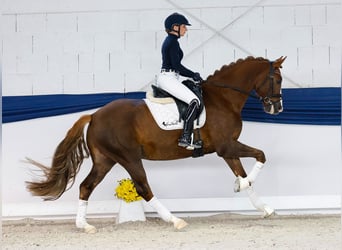 German Riding Pony, Gelding, 7 years, 15,1 hh, Chestnut German Riding Pony, Gelding, 7 years, 15,1 hh, Chestnut