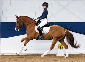 German Riding Pony, Gelding, 7 years, 15,1 hh, Chestnut-Red