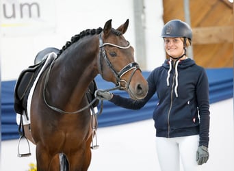 German Riding Pony, Gelding, 7 years, Bay-Dark German Riding Pony, Gelding, 7 years, Bay-Dark