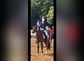 German Riding Pony, Gelding, 7 years, Brown