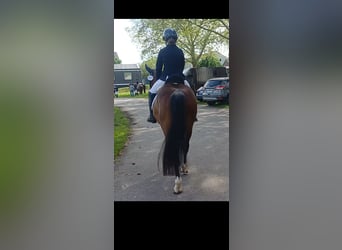 German Riding Pony, Gelding, 7 years, Brown