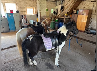 German Riding Pony, Gelding, 7 years, Pinto
