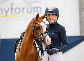 German Riding Pony, Gelding, 8 years, 12 hh, Chestnut-Red