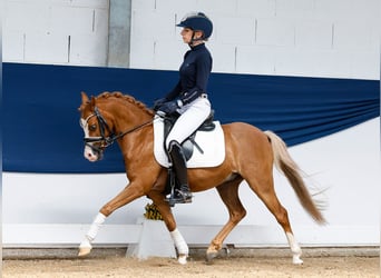 German Riding Pony, Gelding, 8 years, 12 hh, Chestnut-Red