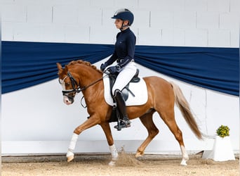 German Riding Pony, Gelding, 8 years, 12 hh, Chestnut-Red