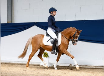 German Riding Pony, Gelding, 8 years, 12 hh, Chestnut-Red