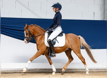 German Riding Pony, Gelding, 8 years, 12 hh, Chestnut-Red