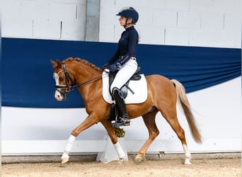 German Riding Pony, Gelding, 8 years, 12 hh, Chestnut-Red