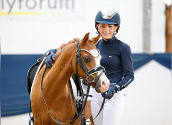 German Riding Pony, Gelding, 8 years, 12 hh, Chestnut-Red
