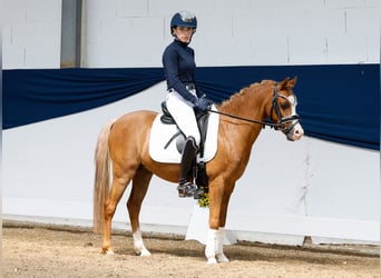 German Riding Pony, Gelding, 8 years, 12 hh, Chestnut-Red