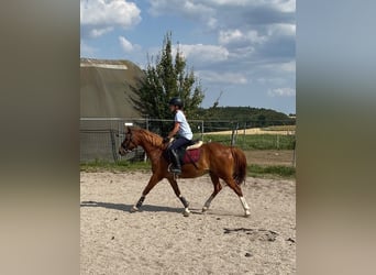 German Riding Pony Mix, Gelding, 8 years, 13.1 hh, Sorrel
