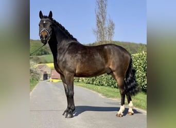 German Riding Pony, Gelding, 8 years, 13.2 hh, Bay-Dark