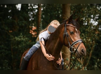 German Riding Pony, Gelding, 8 years, 13.2 hh, Bay-Dark