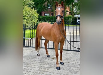 German Riding Pony, Gelding, 8 years, 13.3 hh, Chestnut-Red