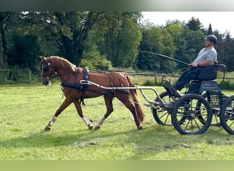 German Riding Pony, Gelding, 8 years, 13.3 hh, Chestnut-Red