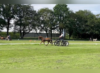 German Riding Pony, Gelding, 8 years, 13.3 hh, Chestnut-Red