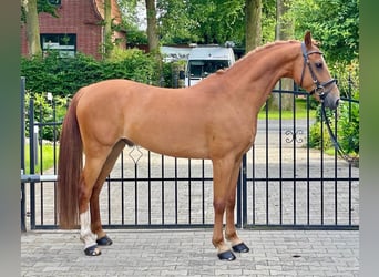 German Riding Pony, Gelding, 8 years, 13.3 hh, Chestnut-Red