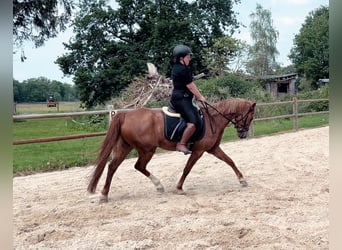 German Riding Pony, Gelding, 8 years, 13.3 hh, Chestnut-Red