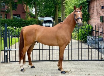 German Riding Pony, Gelding, 8 years, 13.3 hh, Chestnut-Red
