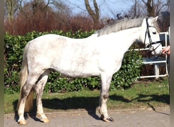 German Riding Pony, Gelding, 8 years, 13.3 hh, Gray