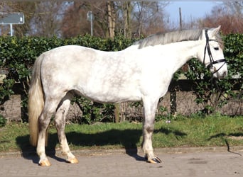 German Riding Pony, Gelding, 8 years, 13.3 hh, Gray