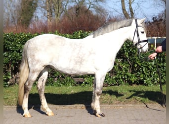 German Riding Pony, Gelding, 8 years, 13.3 hh, Gray