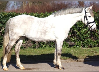 German Riding Pony, Gelding, 8 years, 13.3 hh, Gray