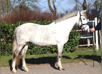 German Riding Pony, Gelding, 8 years, 13.3 hh, Gray
