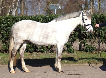 German Riding Pony, Gelding, 8 years, 13.3 hh, Gray
