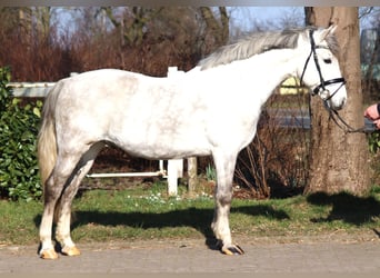 German Riding Pony, Gelding, 8 years, 13.3 hh, Gray