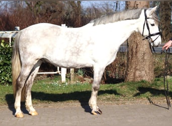 German Riding Pony, Gelding, 8 years, 13.3 hh, Gray