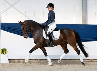 German Riding Pony, Gelding, 8 years, 14.1 hh, Bay-Dark