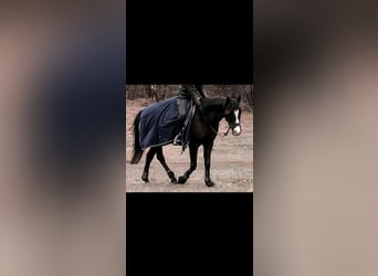 German Riding Pony Mix, Gelding, 8 years, 14.1 hh, Black